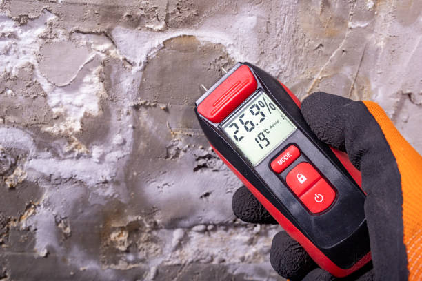 Best White Mold Remediation in Woodlake, CA