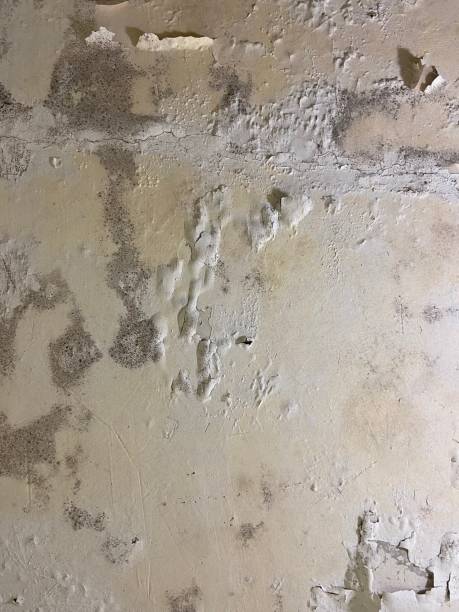 Trusted Woodlake, CA Mold Remediation Experts