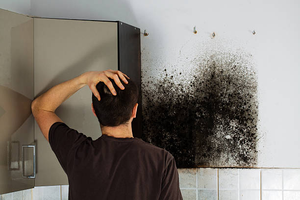 Best Basement Mold Remediation in Woodlake, CA