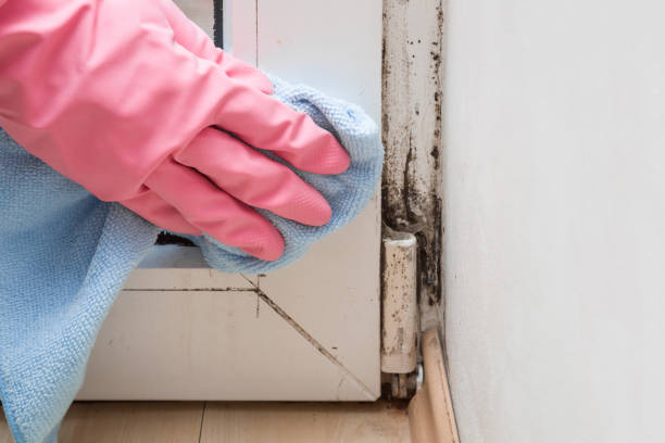 Best Attic Mold Remediation in Woodlake, CA